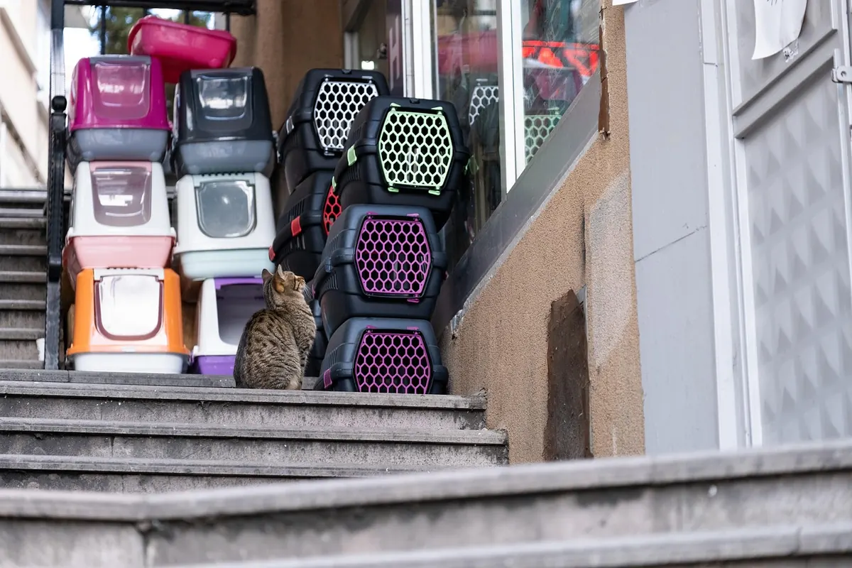 7 Common Litter Box Mistakes That Stress Out Your Cat (And How to Fix Them)