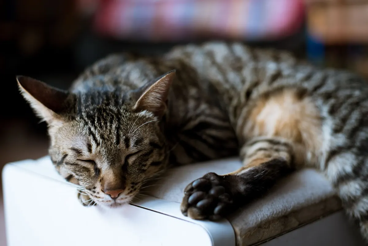 Best Automatic Litter Boxes for 2025: Pros, Cons, and What to Know Before Buying