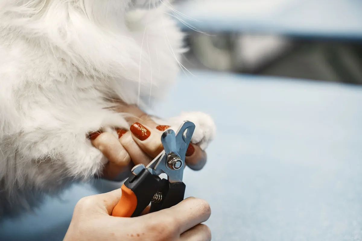 How to Trim Your Cat's Claws Without a Scratch: A Step-by-Step Guide for Beginners