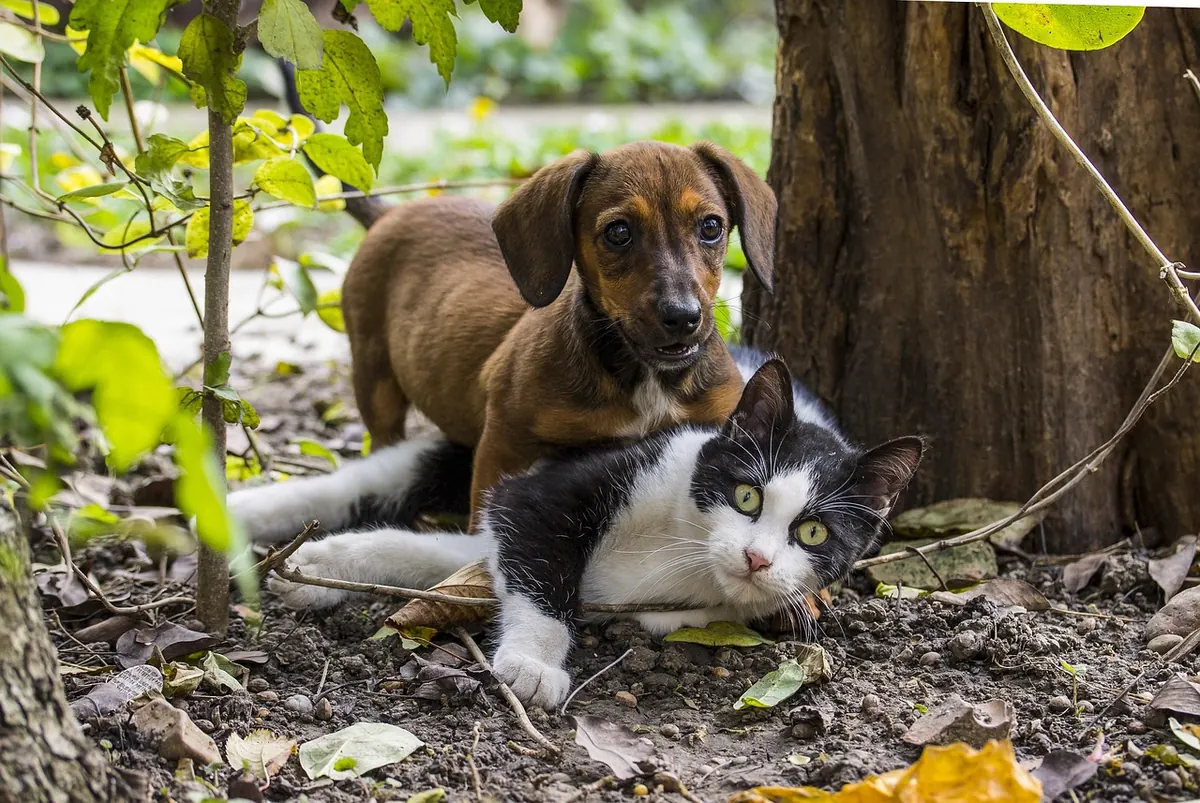 New Study Reveals Cats Are More Independent Than Dogs? What the Research Actually Says