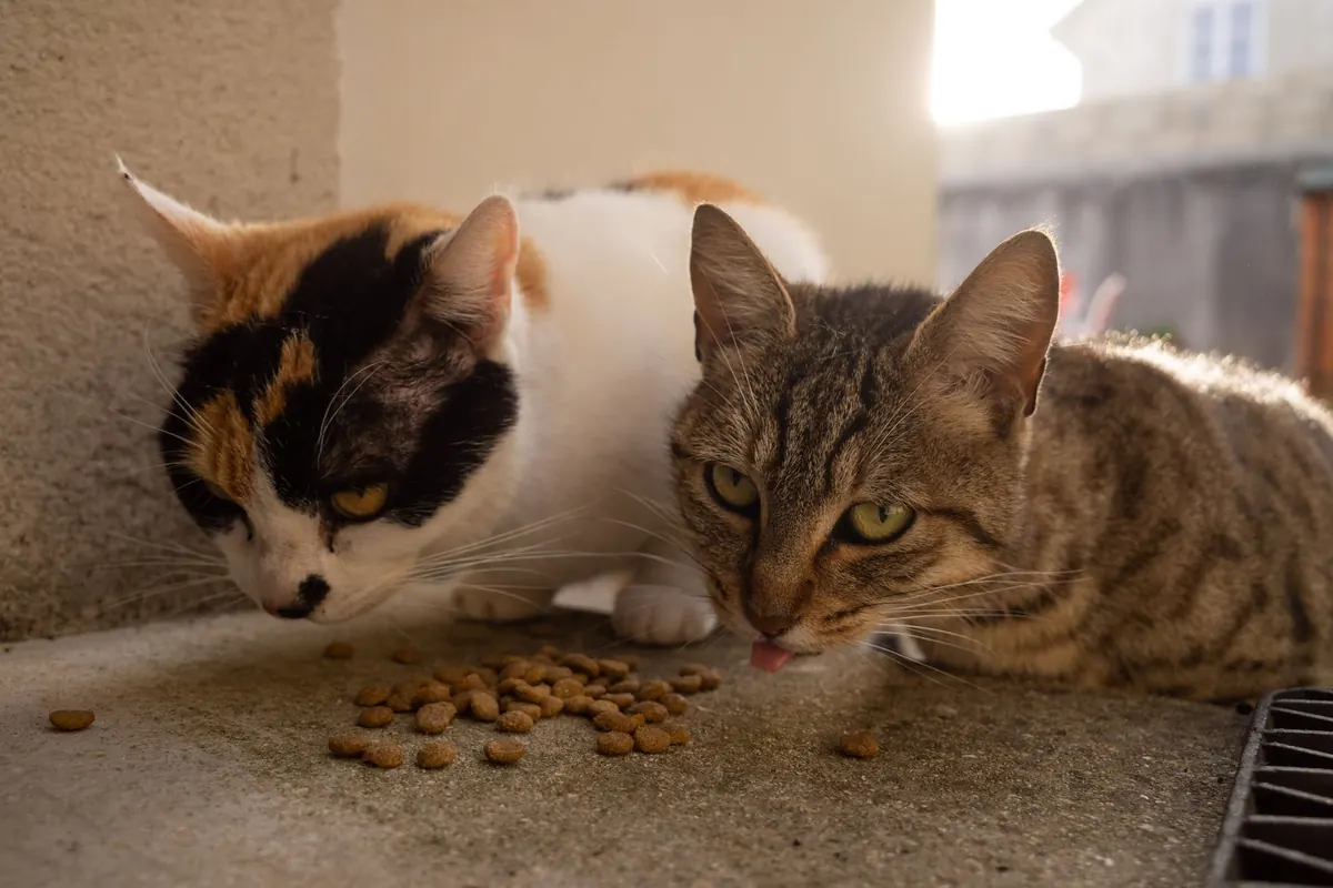 Wet vs. Dry Cat Food: Which Is Better for Your Cat's Health?